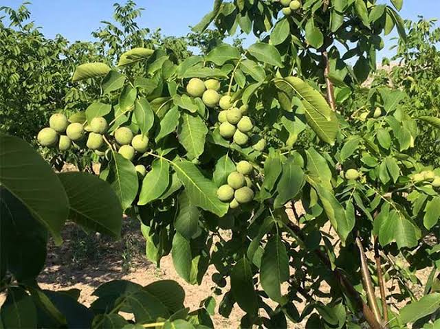 غیر تجاری بودن باغات گردو، مانع صادرات