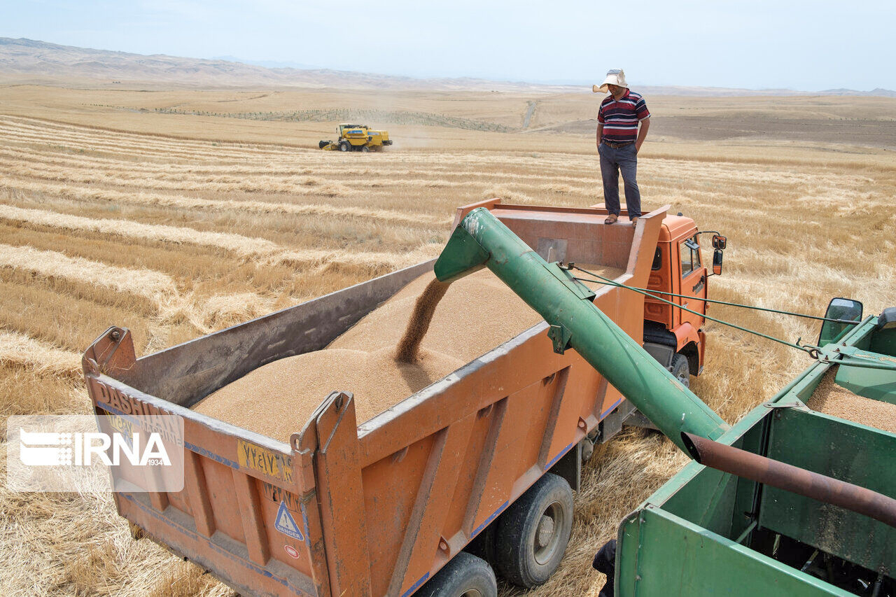 خرید 1.1 میلیون تن گندم مازاد بر نیاز کشاورزان کردستانی