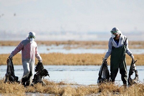پایش تالاب‌های استان مرکزی برای بیماری آنفلوانزای فوق حاد پرندگان