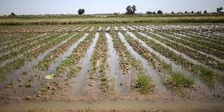 یک هزار و 200 هکتار از اراضی کشاورزی «دهلران» زیر آب رفت