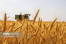 تولید و خرید گندم 60 درصد افزایش یافت
