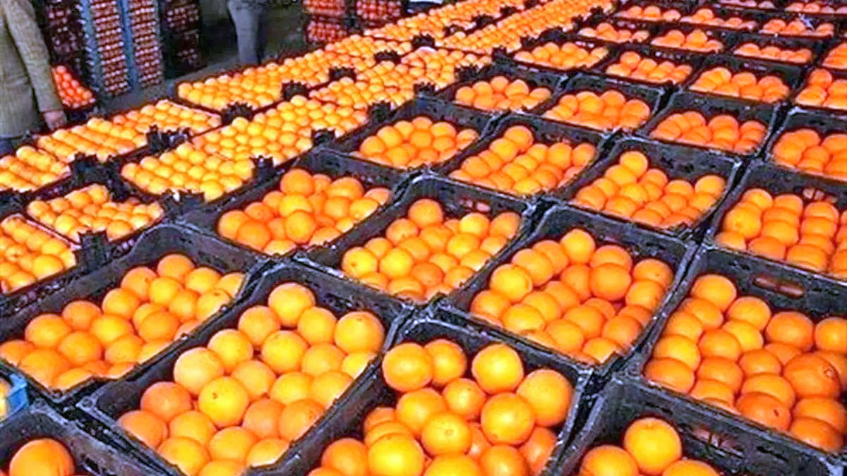میوه تنظیم بازاری 15 درصد زیر قیمت بازار عرضه می‌شود