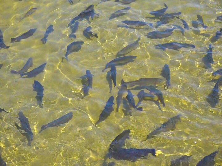 هدف‌گذاری تولید ۱۰ هزار تن ماهیان پرورشی در استان مرکزی