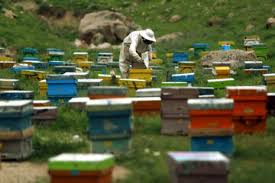 900 کلونی زنبور عسل در چرداول از بین رفت