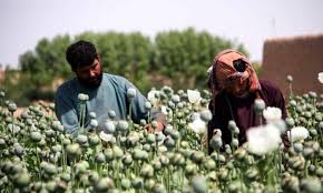 ابهام در میزان تولید مواد مخدر افغانستان؛ از گزارش بین‌المللی تا واقعیت میدانی