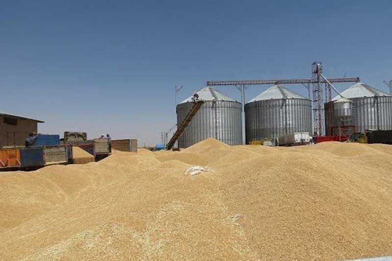 برآورد برداشت 800 هزار تُن گندم در استان همدان