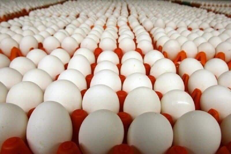  افزایش ۱۰۰ درصدی صادرات تخم‌مرغ، آلایش مرغی و عسل از استان مرکزی