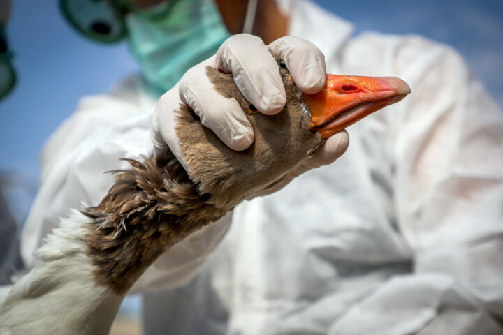 کاهش 20 درصدی بیماری‌های طیور در همدان