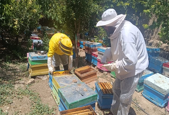 نیش مشکلات بر تن صنعت زنبورداری رزن