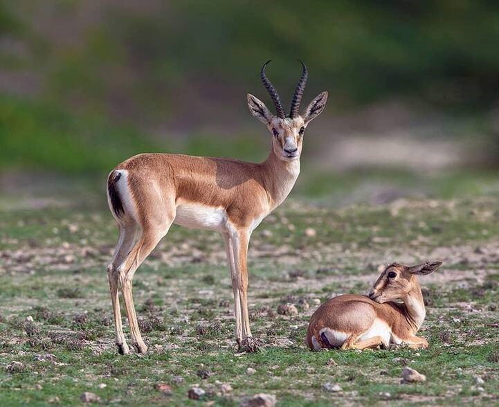 دشت جیحون‌آباد خالی از آهوی گواتردار ایرانی