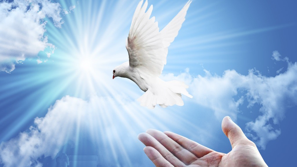 بخشش اجرای حکم قصاص عضو در نهاوند