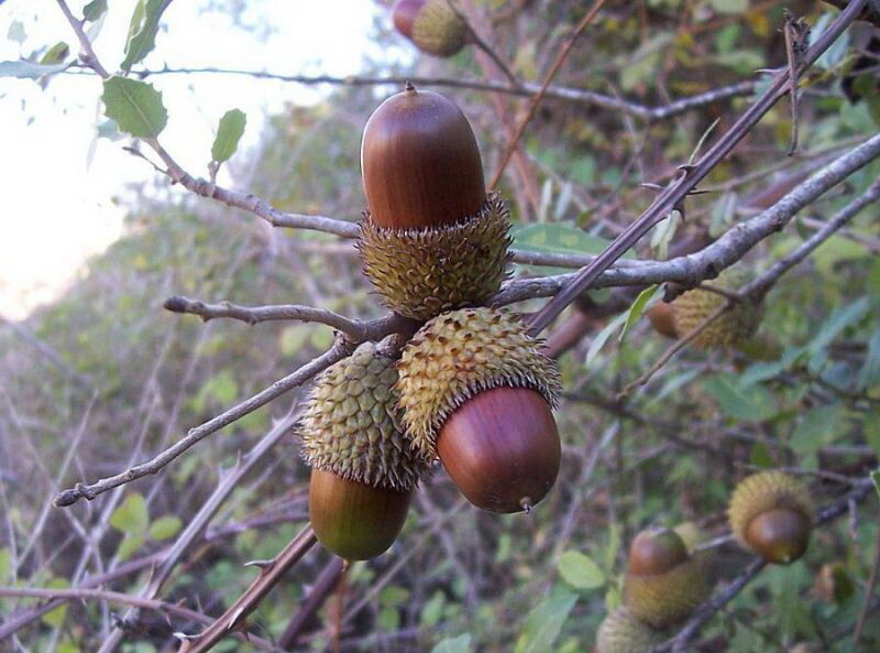 فرآوری دانه بلوط؛ نوآوری بومی برای تغذیه در مرغداری‌ها و دامداری‌ها