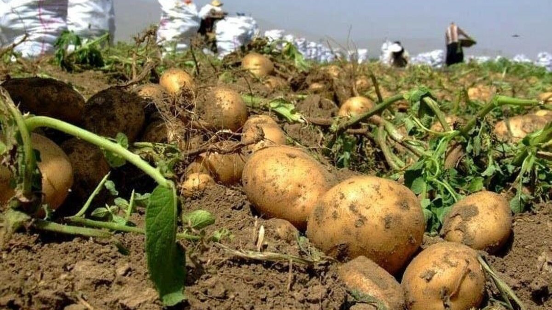 آبیاری سنتی در مزارع سیب‌ زمینی همدان وجود ندارد