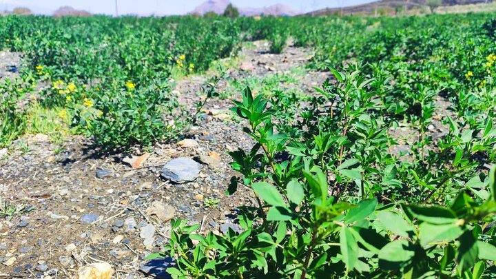 احیای 45 هکتار از اراضی دیم ملایر با هدف جهش در تولید خوراک دام
