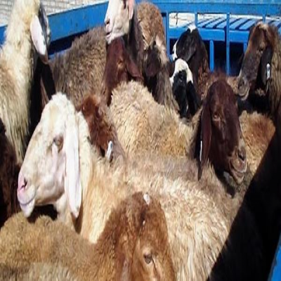گوسفند‌ها در حال مهاجرت از ایران