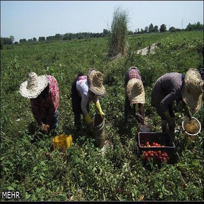 صنعتی و صادراتی نبودن محصولات؛ مهم‌ترین مانع خلق ثروت در کشاورزی