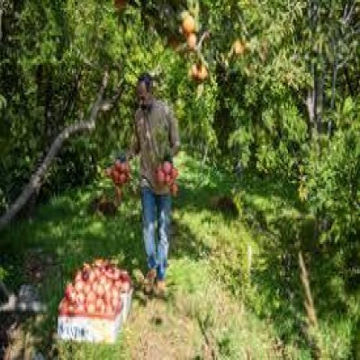 موانع و چالش‌های توسعه باغبانی در ایلام کدامند؟