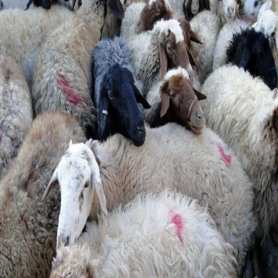 باند سارقان احشام در آبدانان متلاشی شد