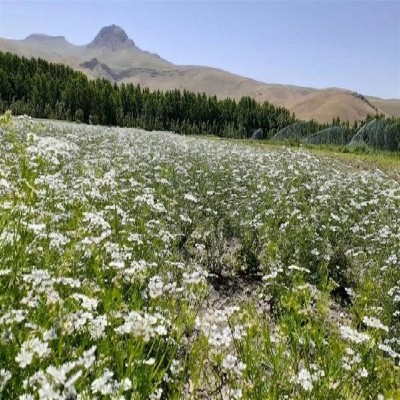 رشد 35 درصدی کشت گشنیز در ملایر