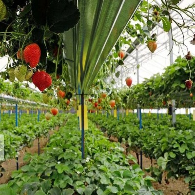 تولید محصولات کشاورزی در گلخانه‌های بهار از 1000 تُن عبور کرد