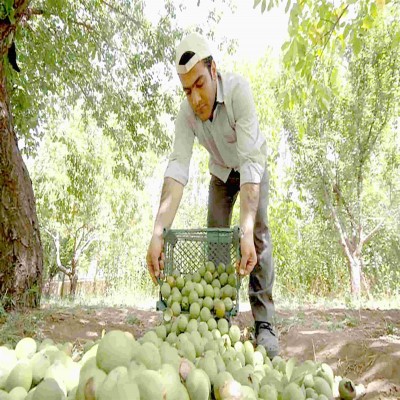گردو، برگ برنده صنعت گردشگری کشاورزی تویسرکان