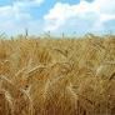 گندمکاران کردستانی 476 هزار تن محصول تحویل دادند