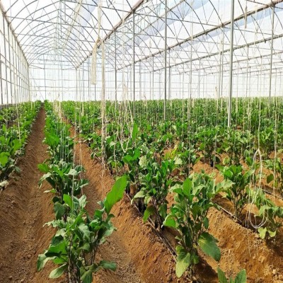 توسعه 8500 متر مربعی گلخانه‌های خمین