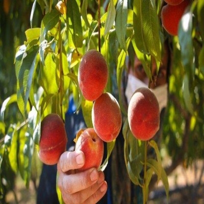 آغاز برداشت 250 تُن هلو از باغات بخش سیوان ایلام