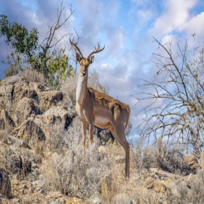 مزایای اقدامات حمایتی از حیات وحش برای اهالی روستا