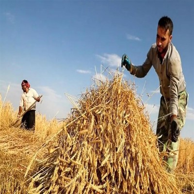 واریز 1.6 همت دیگر به حساب گندمکاران کرمانشاهی