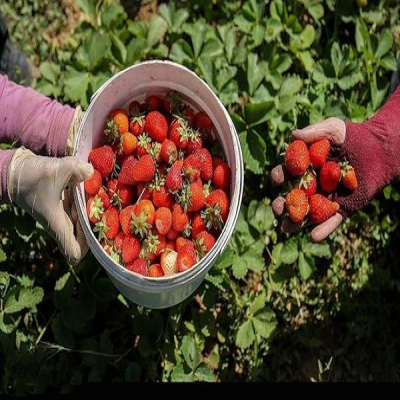 کردستان عنوان‌دار تولید محصولات کشاورزی با ظرفیت‌های سرمایه‌گذاری