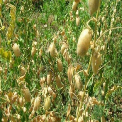 گام‌های نوین کشاورزی برای افزایش تولید حبوبات با مصرف آب کمتر