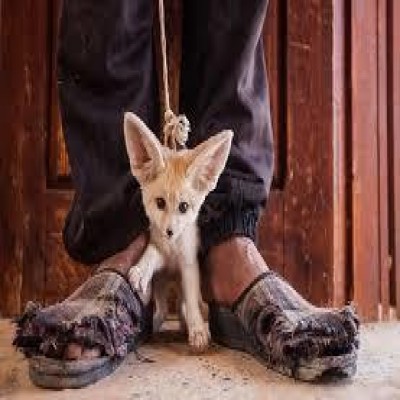 سایه سیاه کشاورزی بر سر حیات وحش