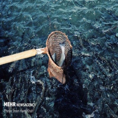 تولید سالانه بیش از 22 هزار تن انواع ماهی در کرمانشاه