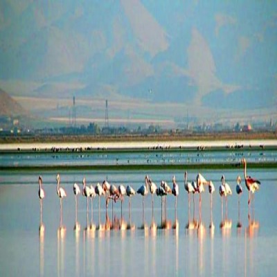 تکالیف دستگاه‌های اجرایی در خصوص تالاب میقان اراک مشخص شود