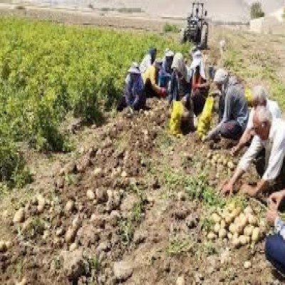 لزوم سپردن تنظیم بازار سیب‌زمینی به تشکل‌های کشاورزی با پشتیبانی قانونگذار