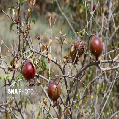 نابودی هکتارها باغ انار ساوه در اثر خشکسالی