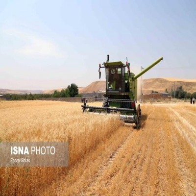 کاهش سن‌زدگی گندم در استان مرکزی