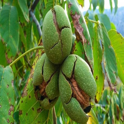 پیش‌بینی برداشت 20 هزار تُن گردو با وجود سرمازدگی 30 درصدی