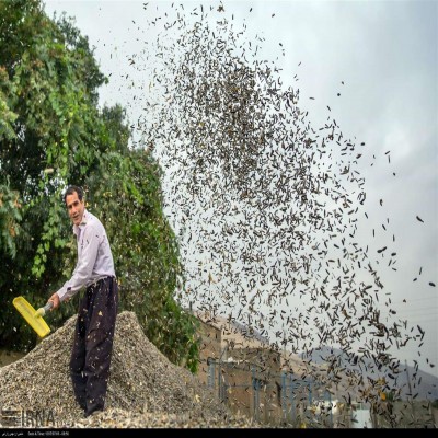 سنقر و کلیایی، قطب ملی آفتابگردان کشور