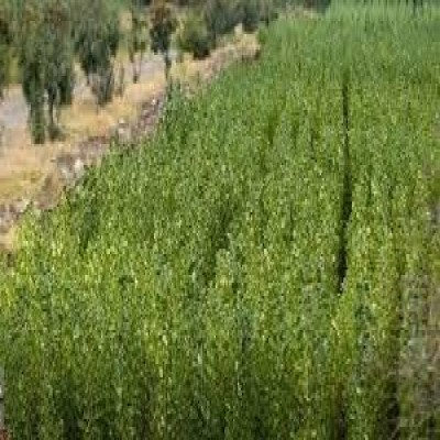 بیش از 2 میلیون اصله نهال صنوبر در کردستان تولید شد