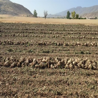 برداشت چغندرقند در اراضی گیلانغرب آغاز شد