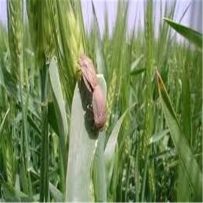 احتمال افزایش آفت سن گندم با توجه به کم‌بارشی پاییز امسال