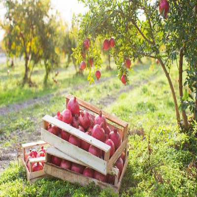 روایت تلخ و شیرین انار ساوه