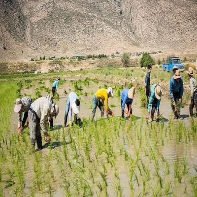 ایلام در آستانه از دست دادن جواهر کشاورزی