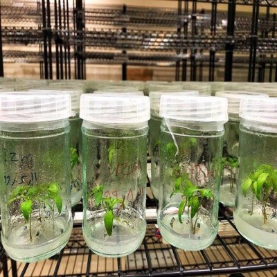 تولید سالیانه 30 تا 50 هزار نهال در آزمایشگاه کشت‌بافت گیاهی همدان