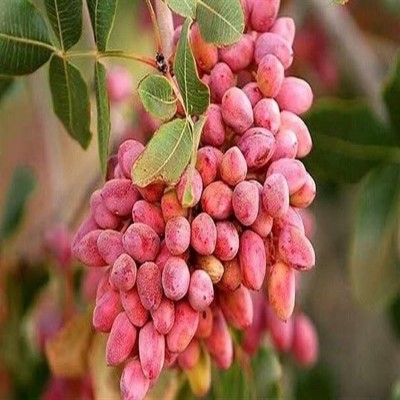 تولید 14 هزار تن پسته در استان مرکزی با ارزآوری 12 میلیون دلاری