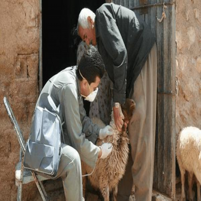 اجرای 4.6 میلیون نوبت واکسیناسیون دامی در ایلام