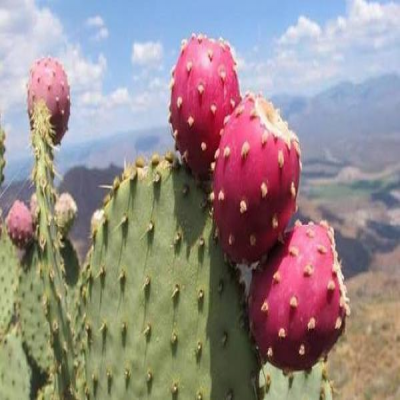 عملیات برداشت کاکتوس آپونتیا (انجیر هندی) در دهلران آغاز شد