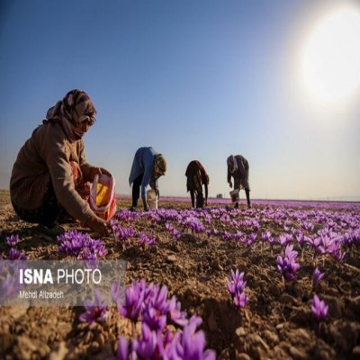 برداشت زعفران در ایستگاه تحقیقاتی چرداول آغاز شد